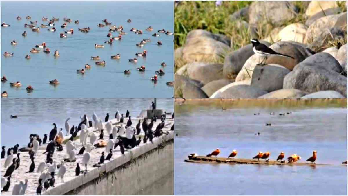 Foreign Birds Reach Asan Barrage Lake