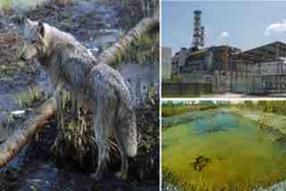 A recent study has discovered that Mutant wolves around Chernobyl have anti-cancer abilities that may open a new ray of hope against this deadly disease. Chernobyl is a place where world's worst nuclear accident took place 35 years ago.