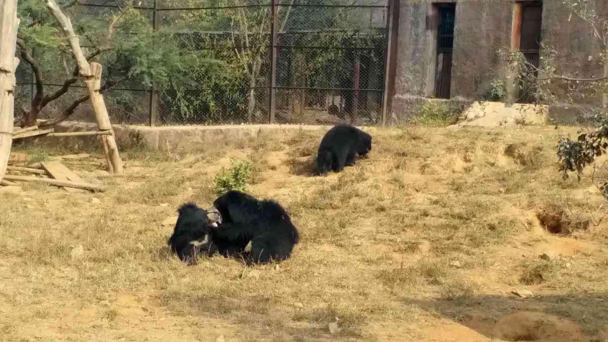 third breeding of Sloth bear in Nahargarh Biological Park