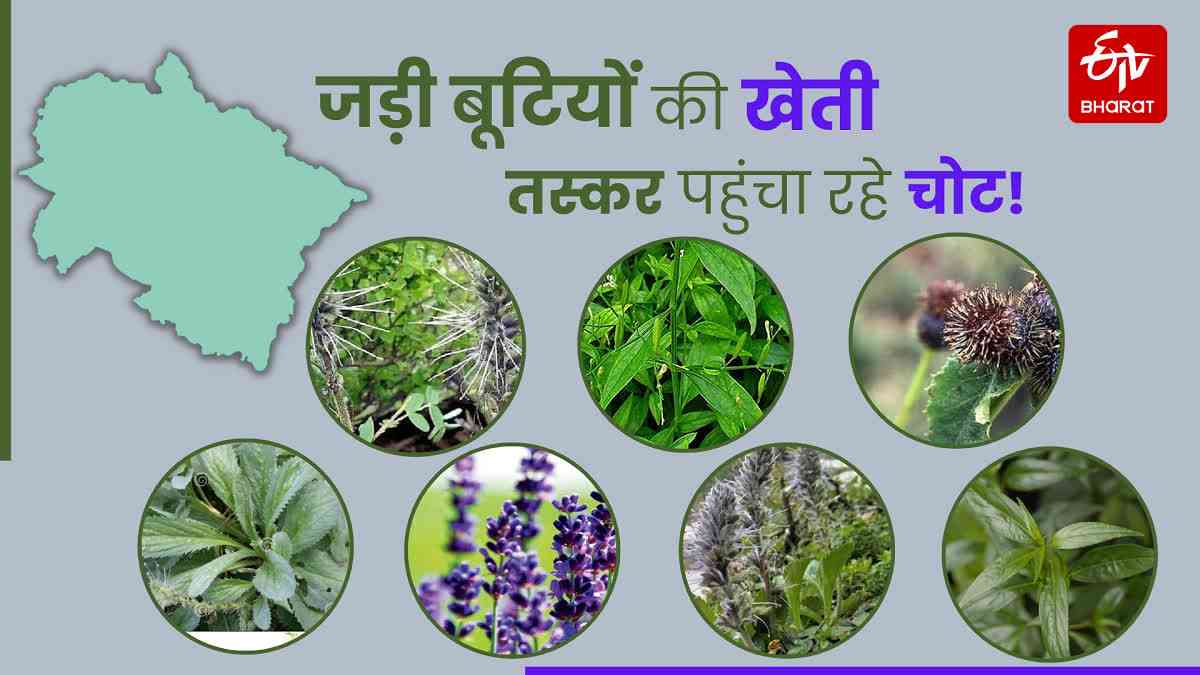 Herbs Cultivation in Uttarakhand