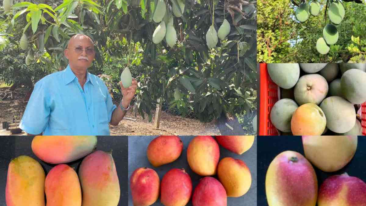 A NAVSARI FARMER HAS ACHIEVED GREAT SUCCESS BY PLANTING 21 VARIETIES OF MANGOES IN HIS FIELD INCLUDING THOSE FROM PAKISTAN AND ISRAEL