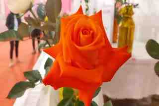 A file picture of rose flower