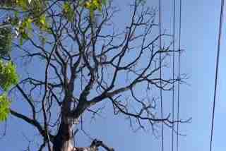 tree challenges  authorities take no action  അപകട ഭീഷണിയായി ഉണങ്ങിയ മരം  നടപടിയെടുക്കാതെ അധികൃതർ
