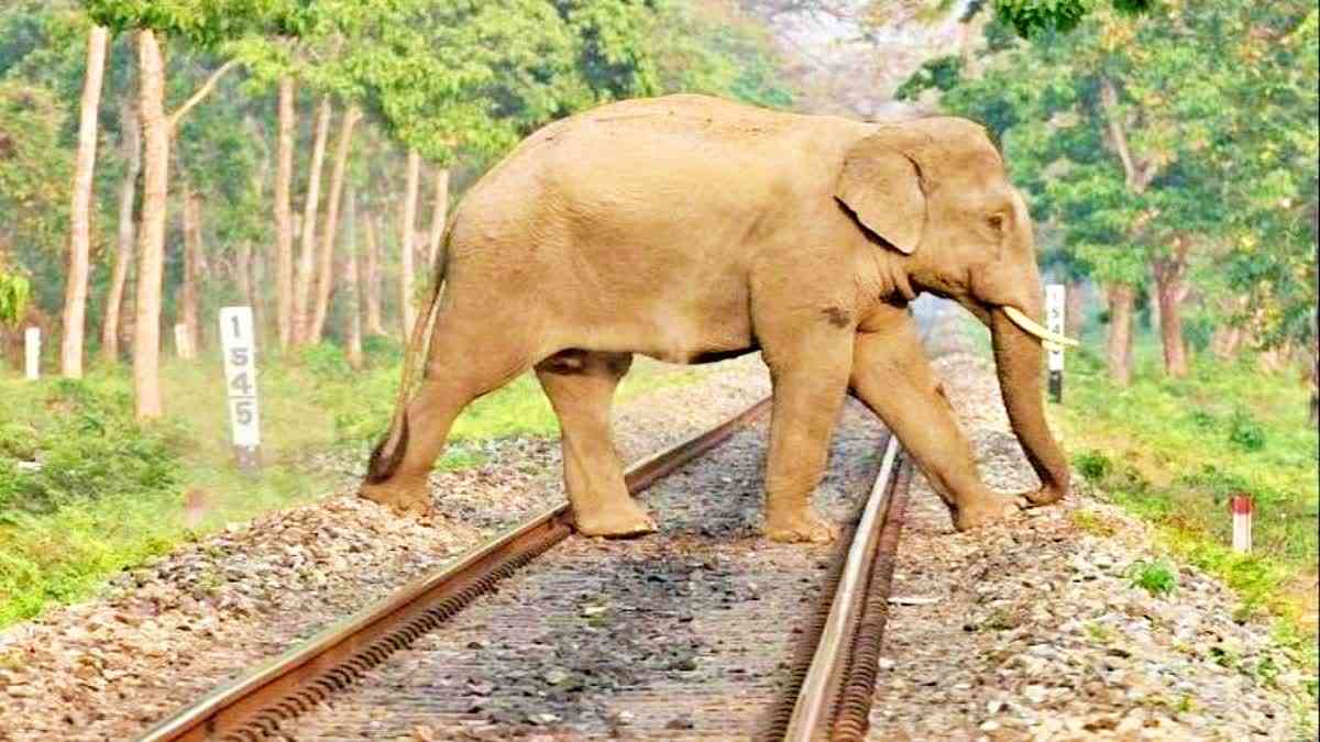 Death Of Elephants In India