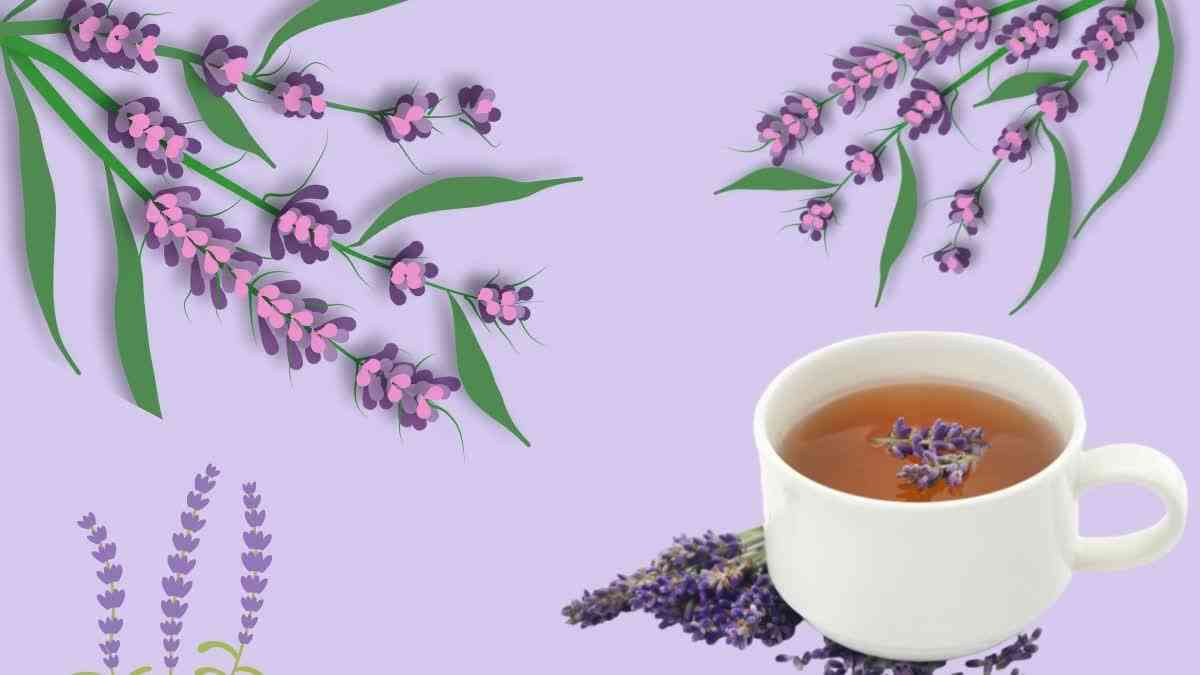 Lavender Tea News