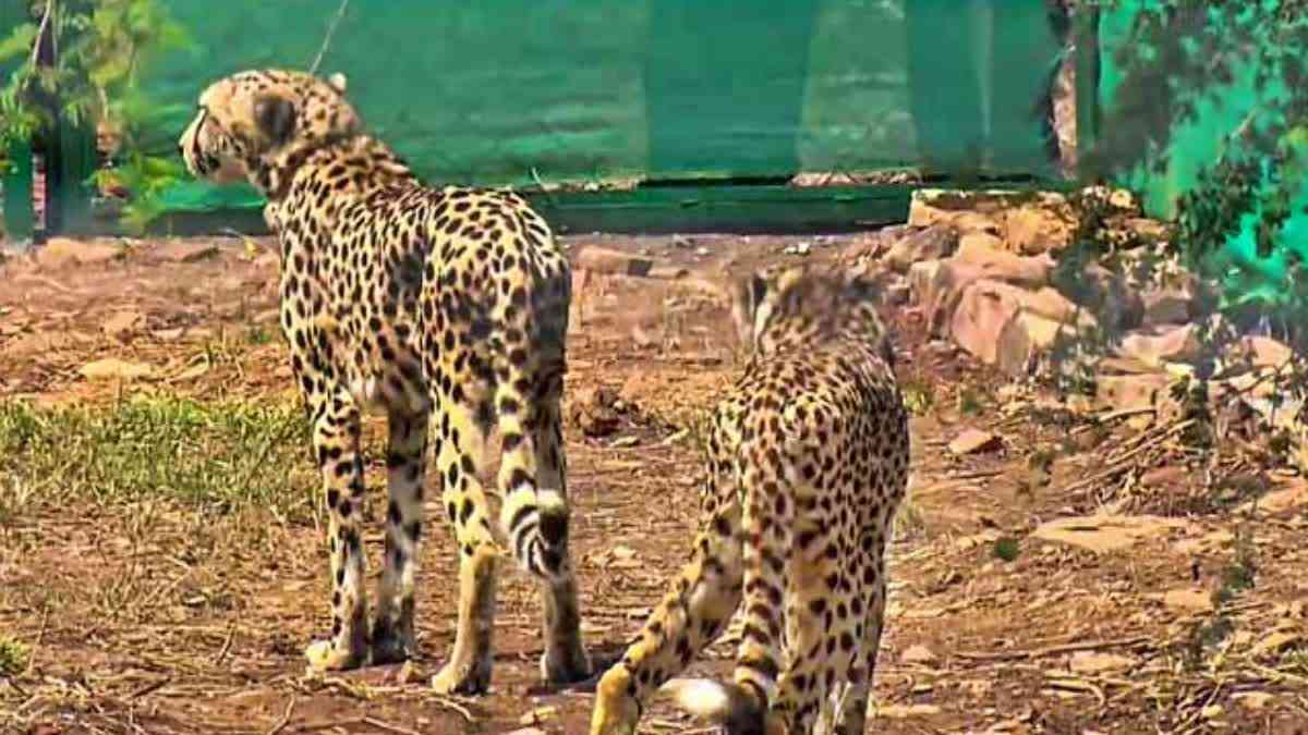 cubs born to Namibian cheetah
