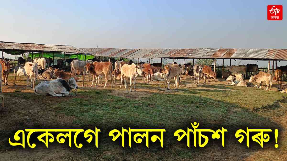 a story of  a cattle farmer who have more than five hundred cattle in dhemaji