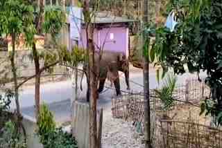 Elephant Entered in Locality