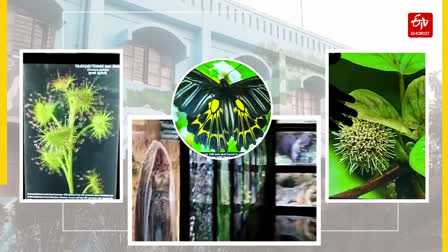 Haldwani Biodiversity Gallery
