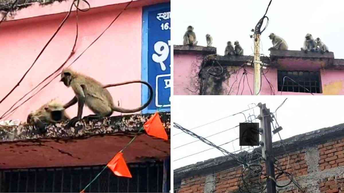 Monkey victim of accident in Dhamtari