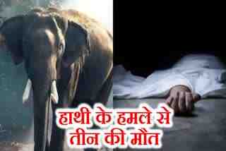 Three people died due to wild elephant attack in Bokaro