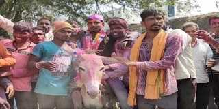 New son-in-law is given a donkey ride on Holi