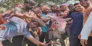Son In Laws Donkey Ride On Holi