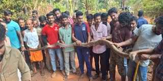 13 feet cobra caught