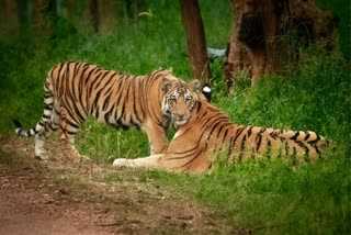 Cameras Count Tigers in Nauradehi
