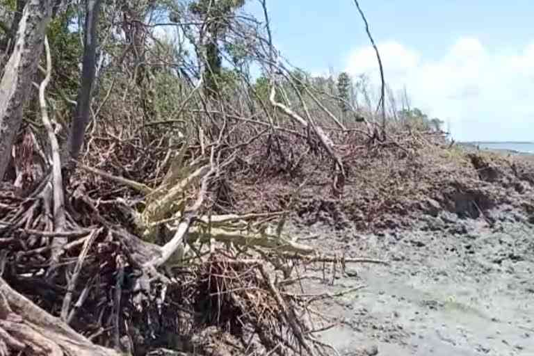 many-mangroves-in-sundarbans-have-been-destroyed-due-to-cyclone-amphan