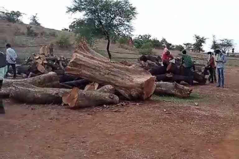 illegal wood siege