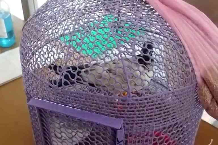 suspicious pigeon caught in Bikaner, bikaner news
