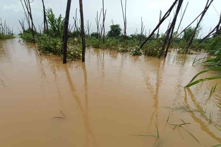 Crop land flooded after heavy rain at Kolar area