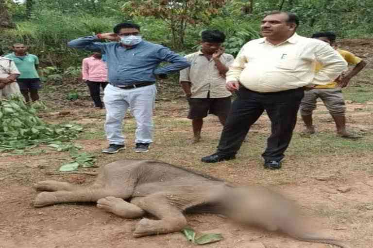 dead body of elephant baby