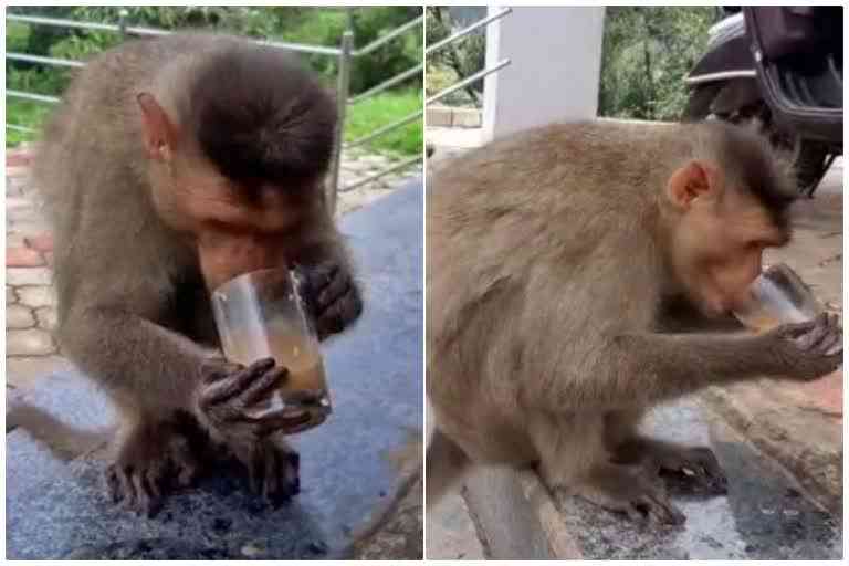 monkey comes for  hotel to drink tea