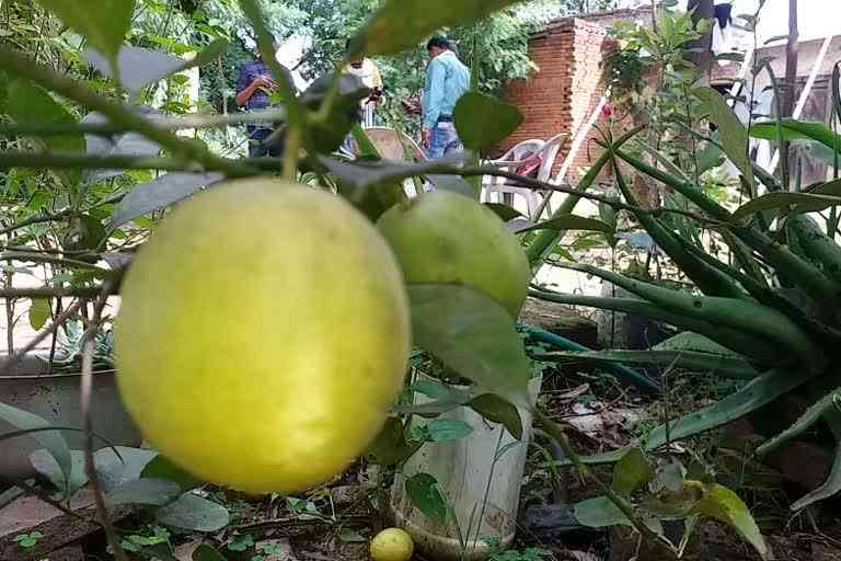 सेब की खेती
