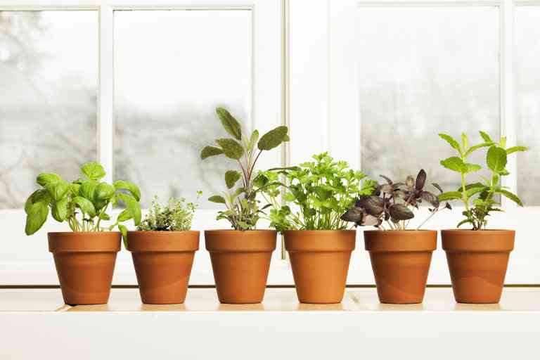 what plants can be grown at home, which plants are easy to grow, indoor plants to grow at home, basics of gardening, gardening, gardening tips, indoor plants, plants with medicinal benefits, which herbs can be grown at home, benefits of herbs
