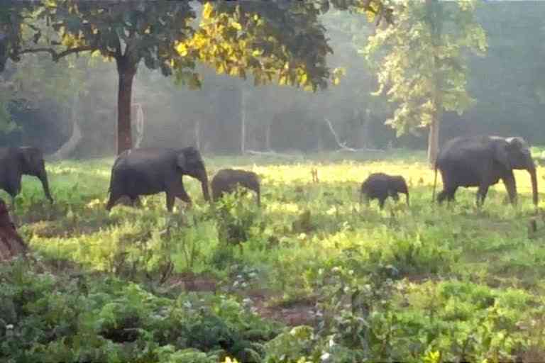 Man killed in elephant attack in Rangapara