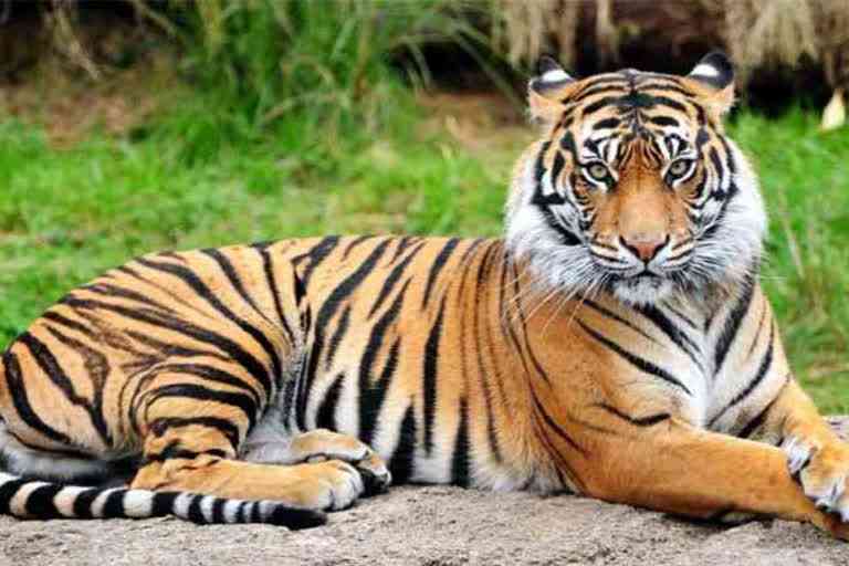 chamrajnagar to get three tiger reserves owned district tag soon