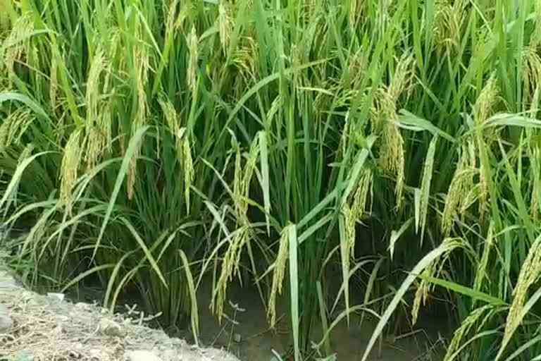 Special girdawari crops damaged due to rain