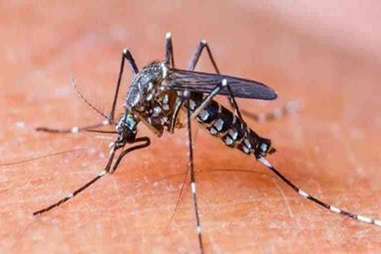 haryana dengue update