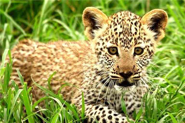 कुएं में गिरा पैंथर का शावक  , रणथंभौर नेशनल पार्क समाचार, Panther cub fell in the well
