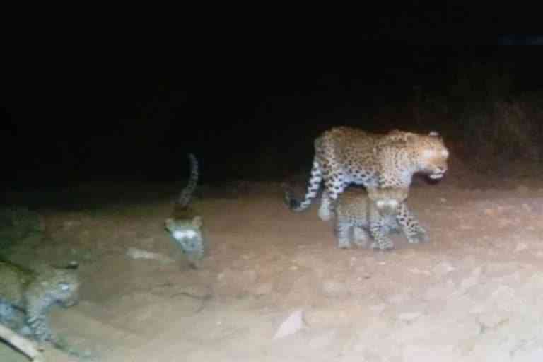 leopard in Galta forest Jaipur, Jaipur news
