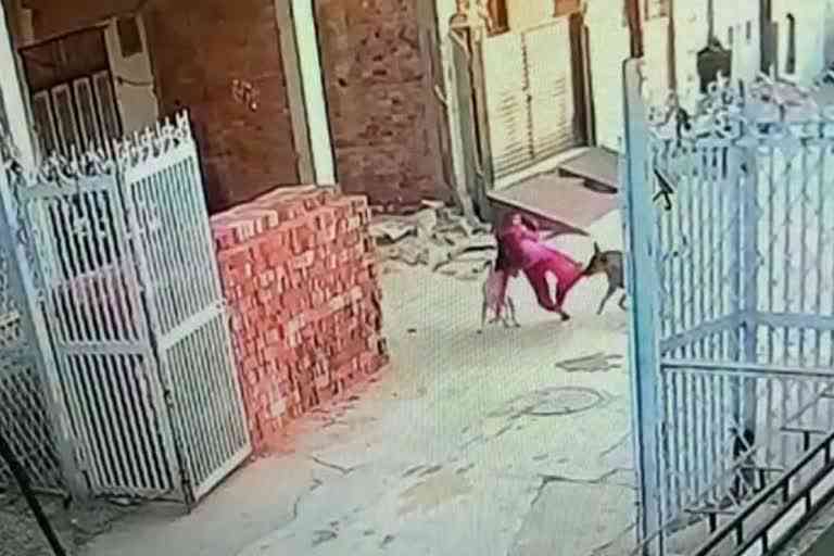 Dogs attacked 10 year old girl in Kota