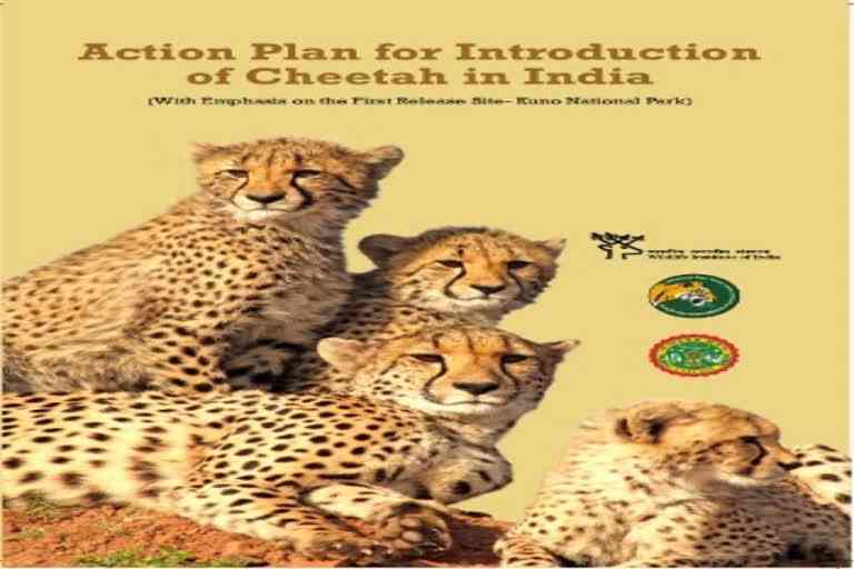 Action plan for reintroduction of Cheetahs launched, 50 Cheetahs to be introduced in next 5 years