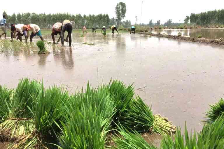 cultivation affected in ambala