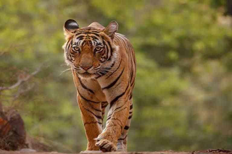 Tiger pug marks found in Jamvaramgarh area