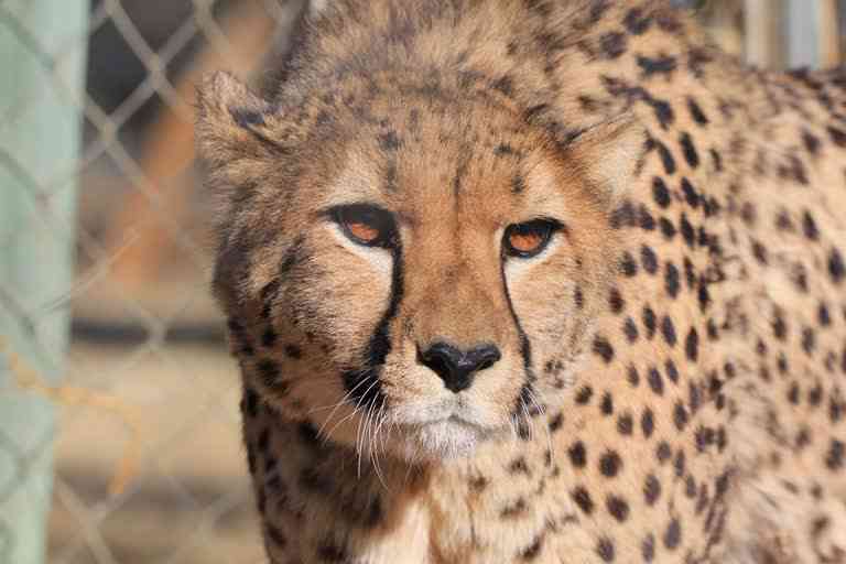 Modi named a female cheetah Asha