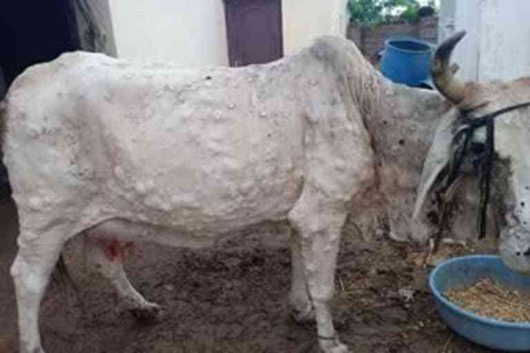 Cows die due to lumpy disease in Alwar