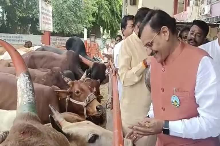 BJP state president Visit Khandwa  worshiped cows