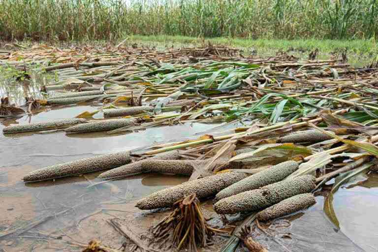Rain forecast for several districts of Rajasthan, millet crop destroyed in Dholpur