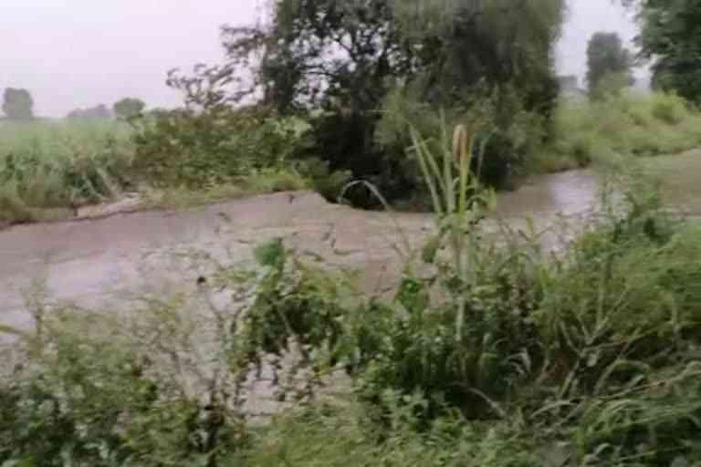 Crops ruin to rain in Bhiwani
