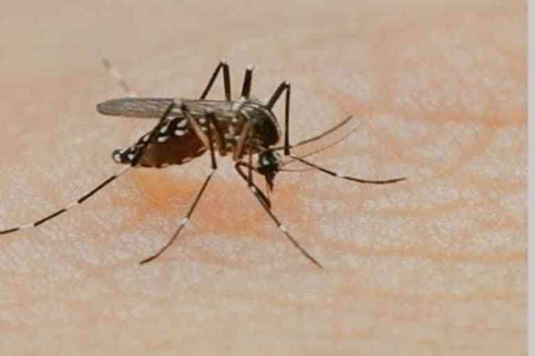 West Bengal Reported 635 New Dengue Cases on Saturday