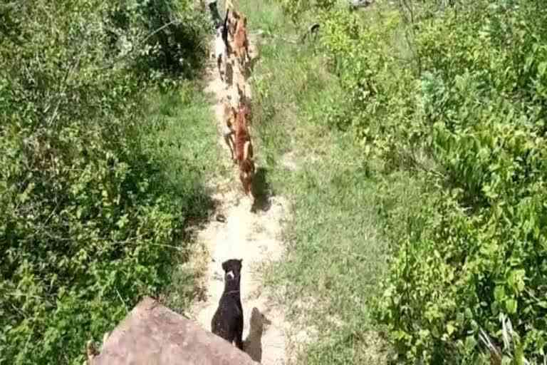 municipality released the stray dogs into the forest