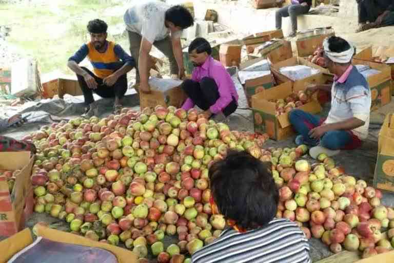 fruit markets restart functioning in kashmir after truck movement regulated on national highway