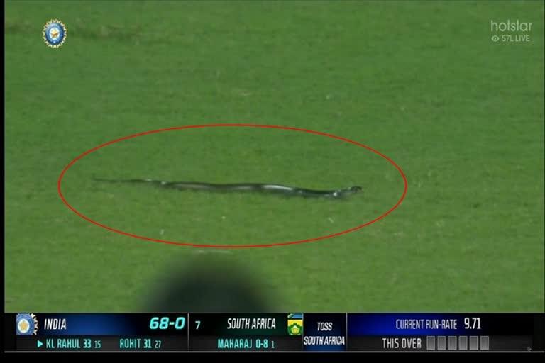 snake-interrupts-play-during-second-ind-sa-t20i