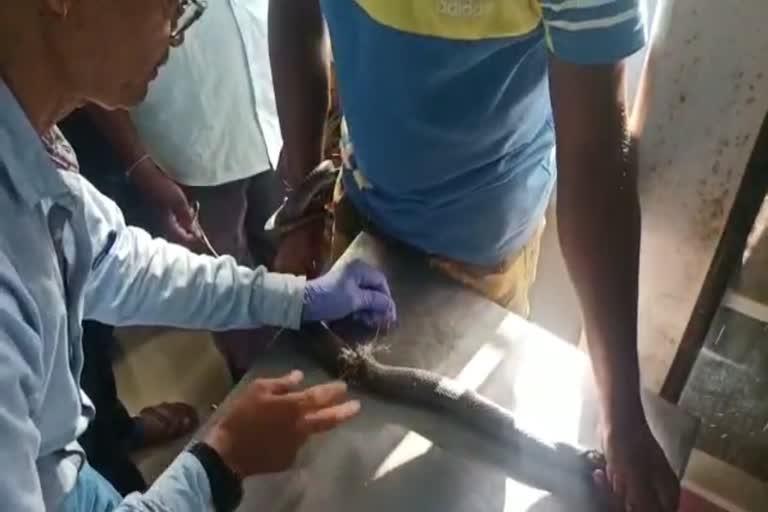 Injured Cobra found in Betul