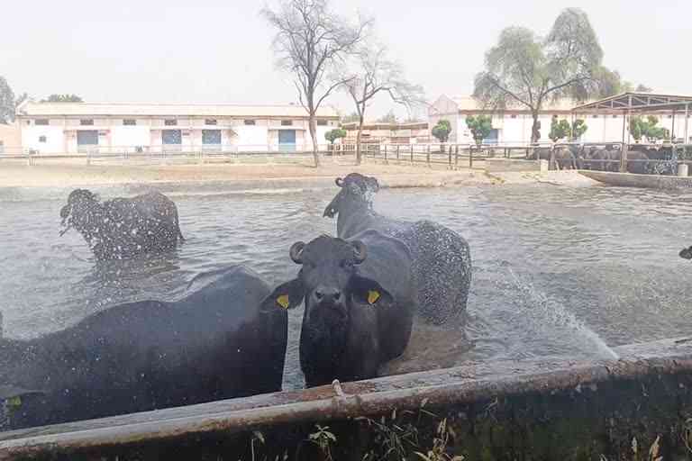 murrah buffalo of haryana