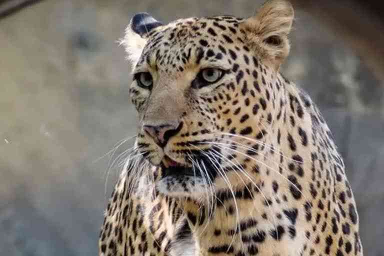 Umaria Leopard dies due to electrocution