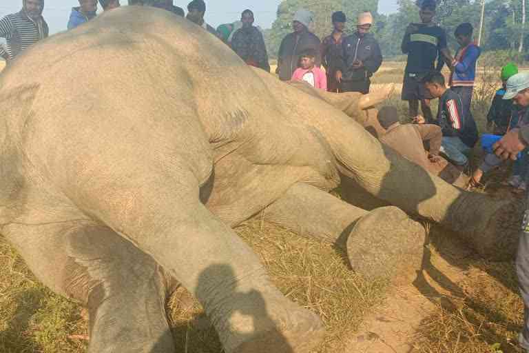Elephant dies due to electric shock